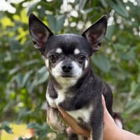 Espoir CAA14065, chien à adopter