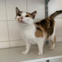 Praline, chatte à adopter