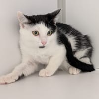 CHEWBA, chatte à adopter