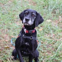 SALLY, chienne à adopter