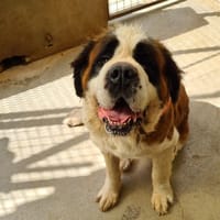 OKIE ( reservée ), chienne à adopter