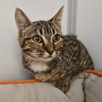 FELICIA, chatte à adopter