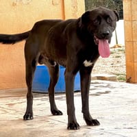 FRY, chien à adopter