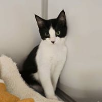 ZORRO, chat à adopter