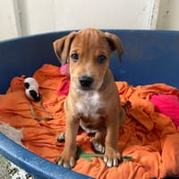 TARTARE, chien à adopter