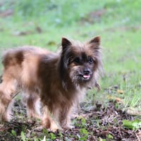 GADJO (option), chien à adopter