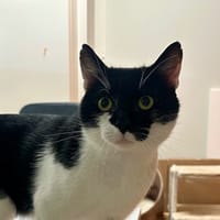 OREO (FIV+), chat à adopter