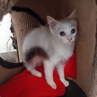 LOKI, chat à adopter