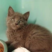 KIWI, chat à adopter