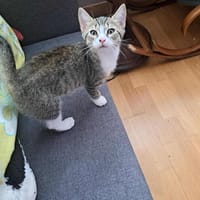 aube, chat à adopter