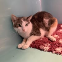 Petunia, chatte à adopter