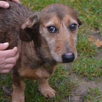 FLAPI, chien à adopter