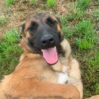 Gina, chienne à adopter