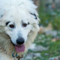 Pilou, chien à adopter