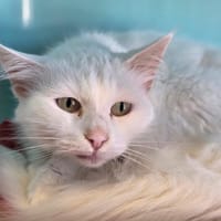 Sullana, chatte à adopter