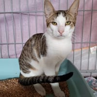 Sole, chat à adopter