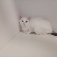 ALYSEE, chatte à adopter