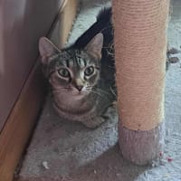 Sadie, chatte à adopter