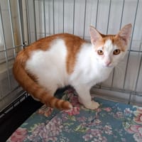 Domani, chat à adopter