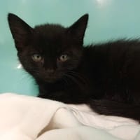 PASTEQUE, chatte à adopter