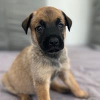 SENSA, chienne à adopter
