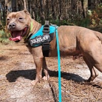 Vulcan, chien à adopter