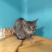 Snifie, chatte à adopter