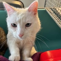 CALINOU, chat à adopter