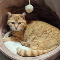 NEEDLE, chat à adopter