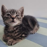 Ama, chatte à adopter