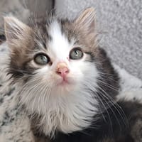 Adriel, chat à adopter