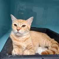 Cerise, chatte à adopter