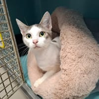 Pamela, chatte à adopter