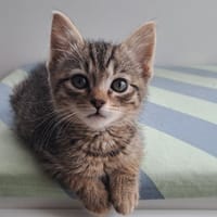 Amarok, chat à adopter