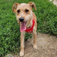 MITAINE, chienne à adopter