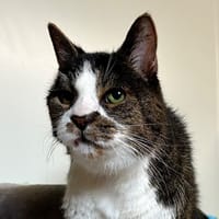 TYSON, chat à adopter