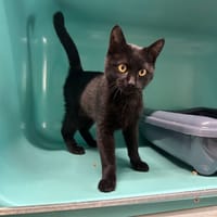 SEPHTIS, chat à adopter