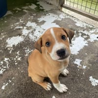 TITUS, chien à adopter
