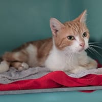 Calin, chat à adopter