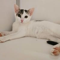 HOLLY, chatte à adopter