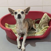 MILADY, chienne à adopter
