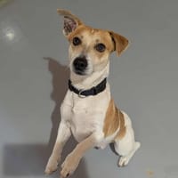 JUMPY, chien à adopter