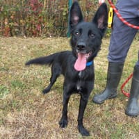 Sully, chienne à adopter