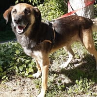 Aston, chien à adopter