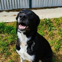 AYKA QCN, chienne à adopter