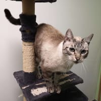 ASLAN, chat à adopter