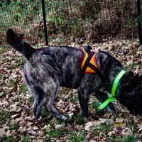 PAKI, chien à adopter