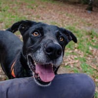 leucky, chien à adopter