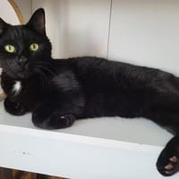 jimmy (réservé), chat à adopter