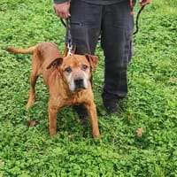 GHOST, chien à adopter